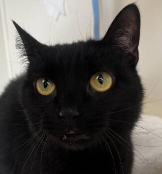 Domestic Short Hair Cats Available for Adoption - Mishka | PetCurious