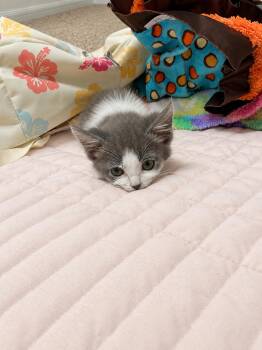 Lenny -  Domestic Short Hair Cat for Adoption in Fruit Heights, Utah - Lenny | PetCurious
