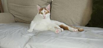 Wini AND Valor -  Domestic Short Hair Cat for Adoption in Rochester, New Hampshire - Wini AND Valor | PetCurious