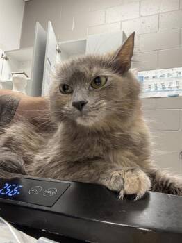 Domestic Long Hair Cats Available for Adoption in Indianapolis, Indiana - STRATUS | PetCurious