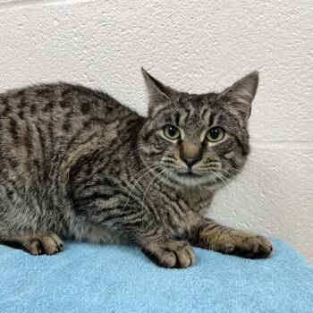 Domestic Short Hair Cats Available for Adoption - Umber | PetCurious