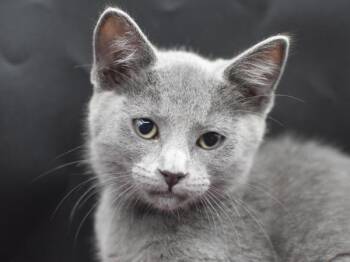 Koshka -  Domestic Short Hair Cat for Adoption in Portland, Oregon - Koshka | PetCurious