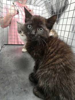 Litttle Bear -  Domestic Short Hair Cat for Adoption in Sevierville, Tennessee - Litttle Bear | PetCurious