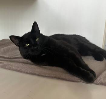 Raivox -  Domestic Short Hair Cat for Adoption in Newberg, Oregon - Raivox | PetCurious