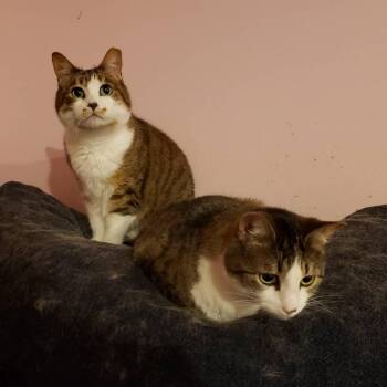 Rescue Domestic Short Hair Cats for Adoption in Mondovi, Wisconsin - Lily | PetCurious