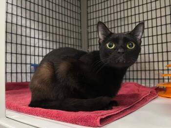 Domestic Short Hair Cats Available for Adoption - Vampire Bat | PetCurious