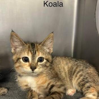 Koala -  Domestic Short Hair Cat Available for Adoption in Knoxville, Tennessee - Koala | PetCurious