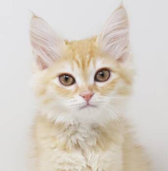 Luna and Olaf - EXOTIC BONDED BEAUTIES - loves of your life -  Scottish Fold and Turkish Angora Cat Available for Adoption in Bedford Hills, New York - Luna And Olaf - EXOTIC BONDED BEAUTIES - Loves Of Your Life | PetCurious