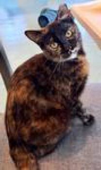 Domestic Short Hair Cats Available for Adoption in Chico, California - Butterscotch | PetCurious