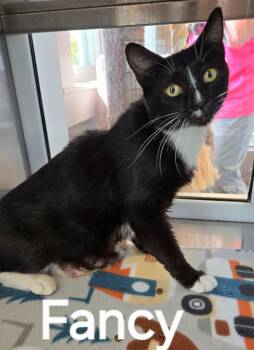Rescue Domestic Short Hair Cats for Adoption in Sidney, Ohio - Fancy | PetCurious