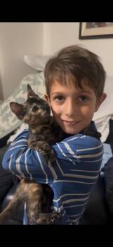 Dolly ( CW) -  Tortoiseshell Cat for Adoption in Vallejo, California - Dolly ( CW) | PetCurious