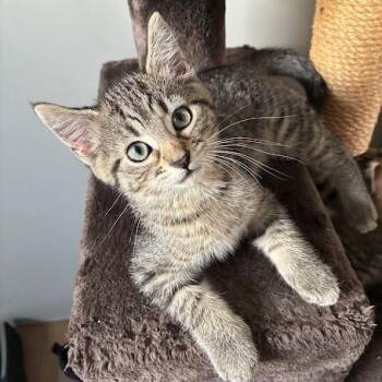 Rosita -  Domestic Short Hair Cat for Adoption in Chicago, Illinois - Rosita | PetCurious