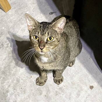 Rescue Domestic Short Hair Cats for Adoption in St. Cloud, Florida - Handsome | PetCurious