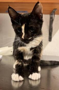 Mayhem -  Domestic Short Hair Cat for Adoption in Largo, Florida - Mayhem | PetCurious
