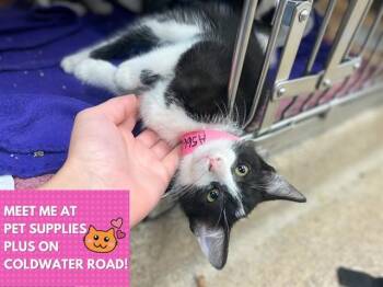 BANANA SPLIT -  Domestic Short Hair Cat for Adoption in Fort Wayne, Indiana - BANANA SPLIT | PetCurious
