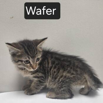 Wafer -  Domestic Medium Hair Cat for Adoption in Snow Hill, North Carolina - Wafer | PetCurious