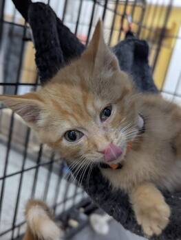 Domestic Short Hair Cats Available for Adoption in St. Cloud, Minnesota - Binkie | PetCurious