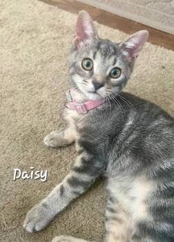 Daisy -  Domestic Short Hair Cat for Adoption in Catasauqua, Pennsylvania - Daisy | PetCurious