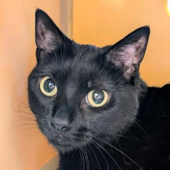 Rescue Domestic Short Hair Cats for Adoption in Evanston, Illinois - Blueberry | PetCurious