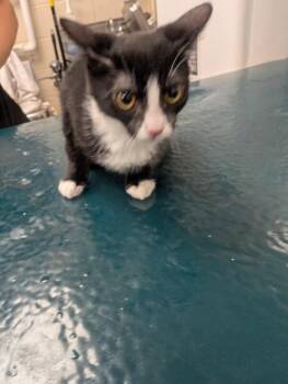 Dani -  Domestic Short Hair Cat for Adoption in Mobile, Alabama - Dani | PetCurious