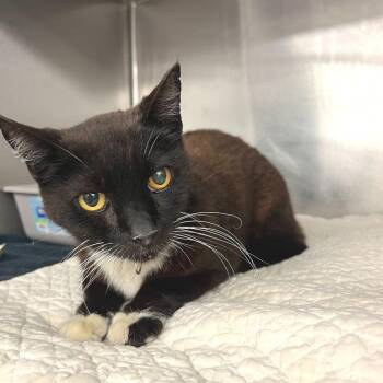 Beast Boy -  Domestic Short Hair Cat for Adoption in Los Angeles, California - Beast Boy | PetCurious