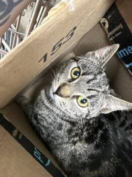 Domestic Short Hair Cats Available for Adoption - Ribbon | PetCurious