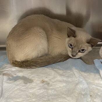 Winston -  Burmese Cat for Adoption in Westminster, California - Winston | PetCurious