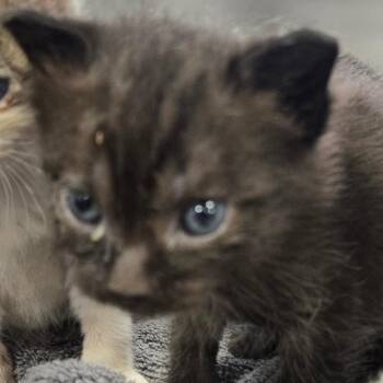 Luna -  Domestic Short Hair Cat for Adoption in Newark, New Jersey - Luna | PetCurious