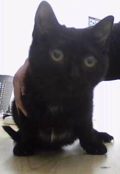 Domestic Short Hair Cats Available for Adoption - Mesa | PetCurious