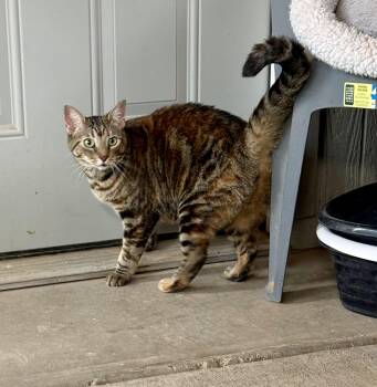 Toffee -  Bengal Cat for Adoption in Marana, Arizona - Toffee | PetCurious