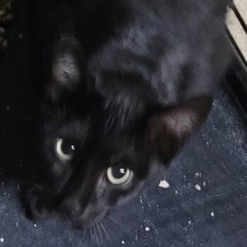 Bip (Barn Cat) -  Domestic Short Hair Cat for Adoption in Coos Bay, Oregon - Bip (Barn Cat) | PetCurious