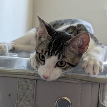 Tucker -  Domestic Short Hair Cat for Adoption in Liverpool, Texas - Tucker | PetCurious