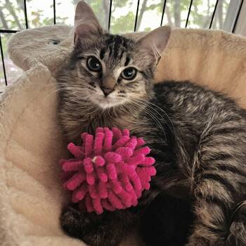 Persephone -  Domestic Medium Hair Cat for Adoption in Maplewood, New Jersey - Persephone | PetCurious