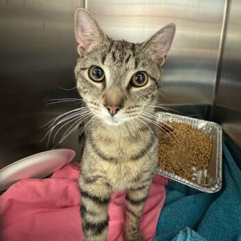 Domestic Short Hair Cats Available for Adoption in Charlottesville, Virginia - Lord Licorice | PetCurious