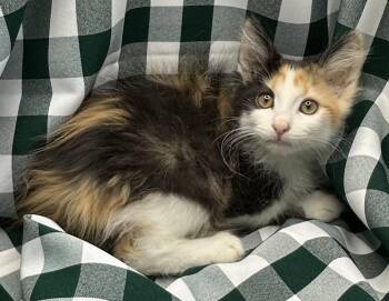 Bhatata -  Maine Coon and Calico Cat for Adoption in San Diego, California - Bhatata | PetCurious