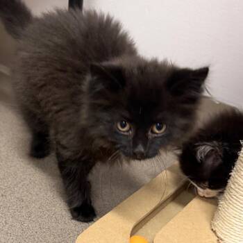 Mr Eko -  Domestic Long Hair Cat for Adoption in Middlebury, Vermont - Mr Eko | PetCurious