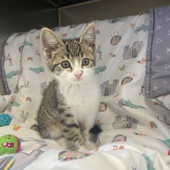 Boomer -  Domestic Short Hair Cat for Adoption in Edinburg, Virginia - Boomer | PetCurious