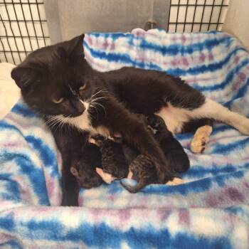 Rescue American Shorthair Cats for Adoption in Kingman, Kansas - Bootsy Black Cat | PetCurious