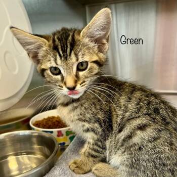 Green -  Domestic Medium Hair Cat for Adoption in Madisonville, Tennessee - Green | PetCurious