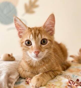 LouQ -  Tabby Cat for Adoption in North Highlands, California - LouQ | PetCurious