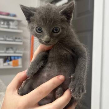 Santa Fe -  Domestic Short Hair Cat for Adoption in Freeport, Florida - Santa Fe | PetCurious
