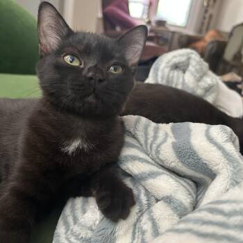 Godzilla (green) -  Domestic Short Hair Cat for Adoption in Philadelphia, Pennsylvania - Godzilla (green) | PetCurious