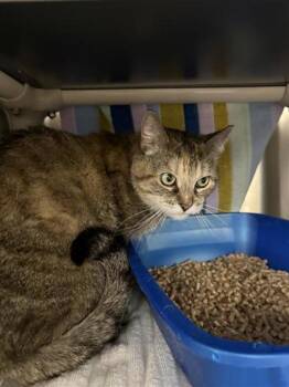 Domestic Short Hair Cats Available for Adoption - Mia | PetCurious