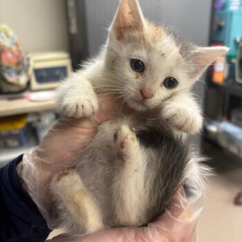 Furby -  Domestic Short Hair Cat for Adoption in Newark, New Jersey - Furby | PetCurious
