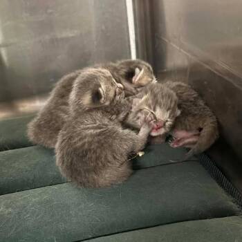 Domestic Short Hair Cats Available for Adoption in Madison, Wisconsin - Goldie - Petsmart East | PetCurious