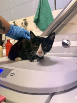 Black Olives -  Domestic Short Hair Cat for Adoption in Fruit Heights, Utah - Black Olives | PetCurious