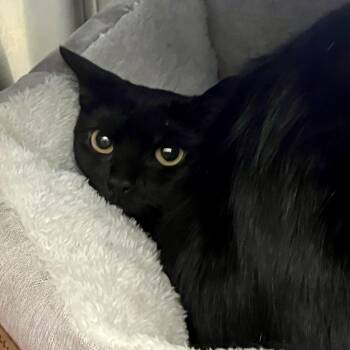 Maxine -  Domestic Short Hair Cat for Adoption in Norwalk, Connecticut - Maxine | PetCurious