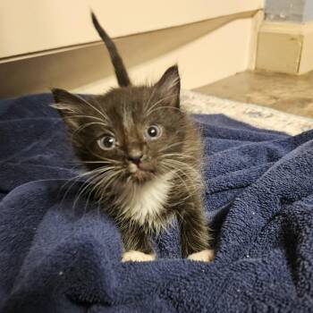 Doc -  Domestic Short Hair Cat for Adoption in Ringtown, Pennsylvania - Doc | PetCurious