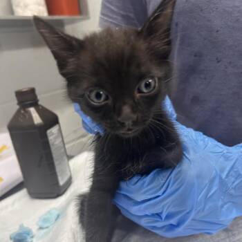 Hulk -  Domestic Short Hair Cat for Adoption in Summerville, South Carolina - Hulk | PetCurious