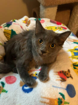 Rescue Domestic Short Hair Cats for Adoption in St. Cloud, Minnesota - Smokey | PetCurious